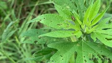 【秋の花粉症】オオブタクサ「茎の先に細長い花穂を伸ばし、雄花から大量の花粉を風に乗せて飛ばす」【北米原産】