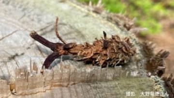 切り株の上に「エビフライ状のなにか」つくったのは「木の実を食べるあの小動物」いったい何のために？【岡山の珍光景】