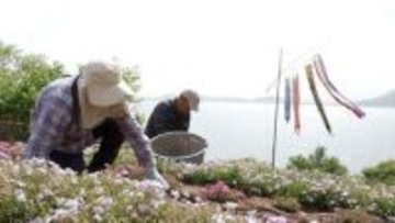 瀬戸内海に浮かぶ “天空の花畑”　花々が斜面に描く美しい縞模様　志々島で唯一無二の風景を守り続ける家族の物語【香川】