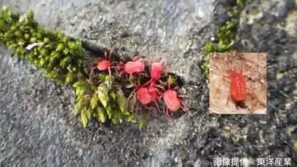 「【コンクリートにわらわら】赤い小さなダニ　よく見ると成長につれて足が増えている！？メスしか確認されていない不思議な生態【2026・後編】」の画像