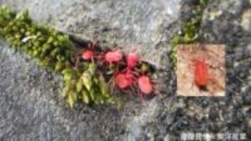 【コンクリートにわらわら】赤い小さなダニ　よく見ると成長につれて足が増えている！？メスしか確認されていない不思議な生態【2026・後編】