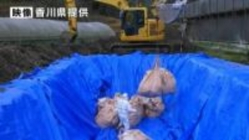 東かがわ市の養鶏場で発生した高病原性鳥インフルエンザの防疫措置が12日午後2時完了　香川県が発表