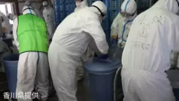 東かがわ市の養鶏場「高病原性鳥インフルエンザ」陽性と確定　ニワトリ約2万4000羽の殺処分など防疫措置実施【香川】