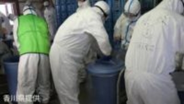 東かがわ市の養鶏場「高病原性鳥インフルエンザ」陽性と確定　ニワトリ約2万4000羽の殺処分など防疫措置実施【香川】