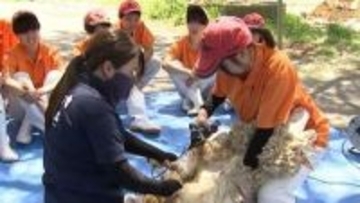 高校でヒツジの毛刈り体験授業　「どこを抑えればよいのかぜんぜん分からなくて」　畜産を学ぶ約30人の生徒が2頭をさっぱりと【岡山】