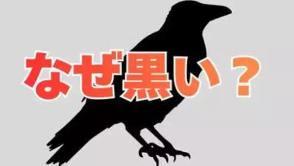 カラスはなぜ真っ黒？「黒さを生み出すスイッチ」が切れることなく入り続けている可能性【岡山大学】