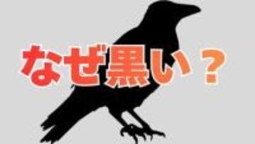 カラスはなぜ真っ黒？「黒さを生み出すスイッチ」が切れることなく入り続けている可能性【岡山大学】