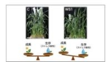「水を節約しながら生き延びるコムギ」その驚きの仕組みを解明【神戸大学や岡山大学などの研究グループ】