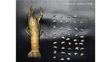 【世界初確認】雌のみで繁殖する外来ザリガニ「ミステリークレイフィッシュ」から「外来共生貝形虫」　沖縄での分布拡大も明らかに