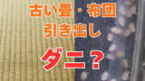 「【むずむず】「目や鼻がかゆい」それはダニの仕業？「古い畳・布団・マットレス・引き出し」を要確認！【大掃除でダニを一掃しよう】【前編】」の画像1