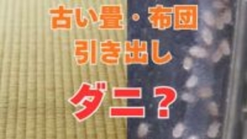【むずむず】「目や鼻がかゆい」それはダニの仕業？「古い畳・布団・マットレス・引き出し」を要確認！【大掃除でダニを一掃しよう】【前編】