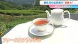 「紅茶農園で「茶摘み」始まる　葉を一つずつ見極めながら丁寧に手作業で収穫【岡山・新見市】」の画像1