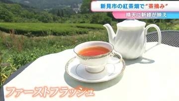 紅茶農園で「茶摘み」始まる　葉を一つずつ見極めながら丁寧に手作業で収穫【岡山・新見市】