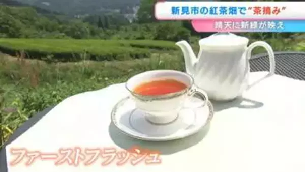 紅茶農園で「茶摘み」始まる　葉を一つずつ見極めながら丁寧に手作業で収穫【岡山・新見市】