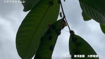 【カメムシが鈴なり】今年はカメムシの「当たり年」？越冬させないコツは？【害虫駆除の専門家が語る】