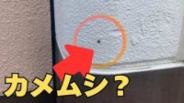 白い壁の小さな黒点をよく見ると「マルカメムシ！？」臭いで仲間を呼び寄せる厄介者　越冬させないためには？専門家が伝授【後編】