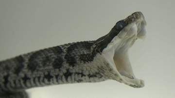 特別展「自然にひそむアブナイやつら」…身の回りにひそむ危険な生きものや植物などを紹介【岡山】