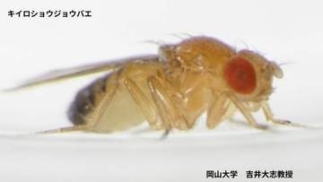 まわりの時間とズレると生き残れない？「せっかちなハエも、のんびりなハエも、世代を重ねるごとに徐々に集団の中から姿を消していった」体内時計のテンポが狂ったハエが教えてくれること【岡山大学】