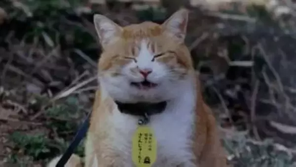 備中松山城の猫城主「さんじゅーろー」の写真展　愛くるしい表情の36点　5月10日まで【岡山・高梁市】