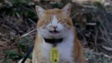 備中松山城の猫城主「さんじゅーろー」の写真展　愛くるしい表情の36点　5月10日まで【岡山・高梁市】