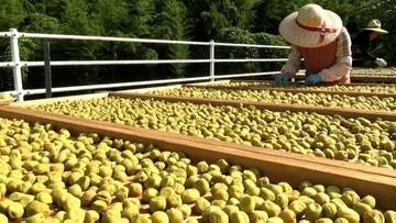 【夏の風物詩】津山市の「梅の里公園」で梅の天日干し　強い日差しのもとで旨みや香りを凝縮【岡山】