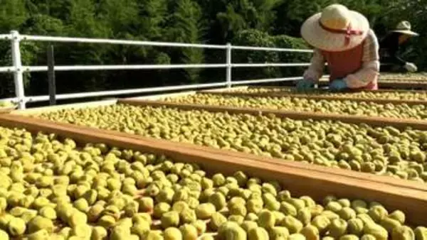 【夏の風物詩】津山市の「梅の里公園」で梅の天日干し　強い日差しのもとで旨みや香りを凝縮【岡山】