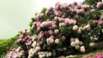 早咲きのシャクナゲが見ごろ「蒜山高原しゃくなげ祭り」およそ100種類 1万5千本が次々に開花【岡山】