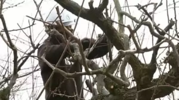 「美しくなった景色を楽しんで」後楽園で約100本の梅のせん定　春を迎える準備【岡山】