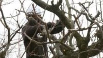 「美しくなった景色を楽しんで」後楽園で約100本の梅のせん定　春を迎える準備【岡山】