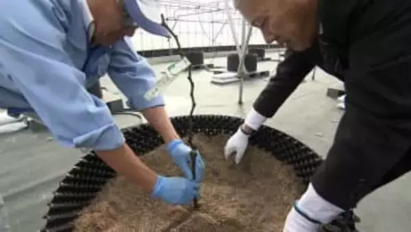 源 吉兆庵　自社農園でマスカット・オブ・アレキサンドリア180本植樹【岡山】