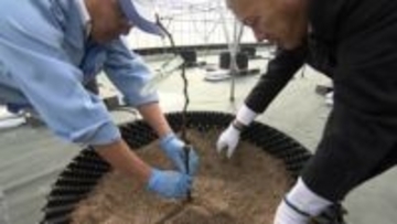 源 吉兆庵　自社農園でマスカット・オブ・アレキサンドリア180本植樹【岡山】