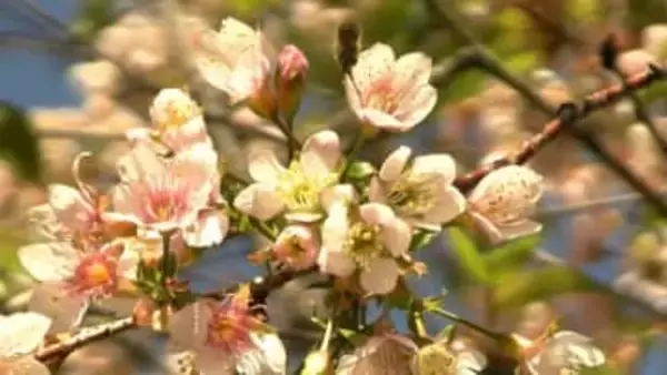 冬に花をつける “ヒマラヤザクラ” が満開　「得したような感じですね」　美観地区に近い阿知フラワーポッケ【岡山・倉敷市】