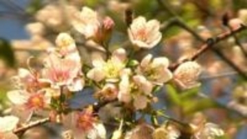 冬に花をつける “ヒマラヤザクラ” が満開　「得したような感じですね」　美観地区に近い阿知フラワーポッケ【岡山・倉敷市】