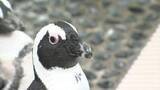 「四国水族館のペンギンプールで高校3年生が潜水実習　プールの底についたコケをスポンジで丁寧に落とす【香川】」の画像1