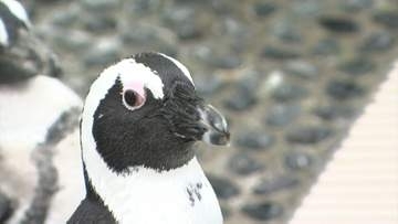 四国水族館のペンギンプールで高校3年生が潜水実習　プールの底についたコケをスポンジで丁寧に落とす【香川】