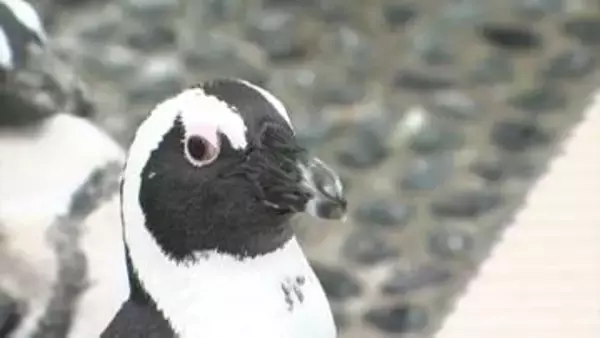 四国水族館のペンギンプールで高校3年生が潜水実習　プールの底についたコケをスポンジで丁寧に落とす【香川】