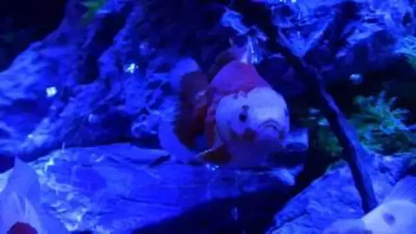 「くらしき金魚ミュージアム」17日から　40種類 約1,000匹の金魚が妖しげな空間を泳ぐ“妖怪百金魚夜行”　イオンモール倉敷で9月23日まで【岡山】