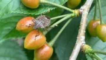 【ティッシュで掴むべからず】“カメムシ”は「平年よりやや多く飛来時期も早まる」予測も　越冬した個体が多い？効果的に追い払う方法は？