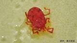 「【コンクリートにわらわらと】目を凝らすと見える「すごく小さな赤い生き物」の正体は何？害はあるの？」の画像1