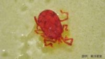 【コンクリートにわらわらと】目を凝らすと見える「すごく小さな赤い生き物」の正体は何？害はあるの？