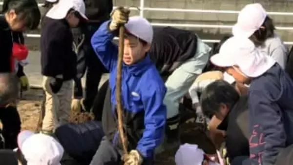 小学生が “連島ごぼう” の抜き取り体験　「抜けたら大きさにびっくりしました」【岡山・倉敷市】