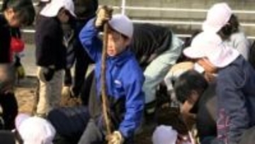 小学生が “連島ごぼう” の抜き取り体験　「抜けたら大きさにびっくりしました」【岡山・倉敷市】