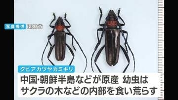 【県内初確認】「クビアカツヤカミキリ」による被害　岡山後楽園周辺　注意呼びかけ