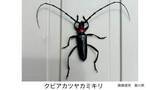 「クビアカツヤカミキリ（特定外来生物）を東かがわ市で確認　ウメやモモなどの果樹に甚大な農業被害をもたらすことも【香川】」の画像1