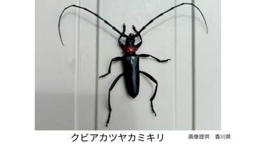 クビアカツヤカミキリ（特定外来生物）を東かがわ市で確認　ウメやモモなどの果樹に甚大な農業被害をもたらすことも【香川】