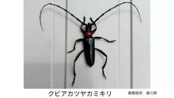 クビアカツヤカミキリ（特定外来生物）を東かがわ市で確認　ウメやモモなどの果樹に甚大な農業被害をもたらすことも【香川】