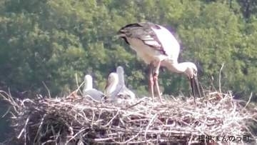 まんのう町で誕生したコウノトリの3羽のヒナ　親鳥からエサをもらう元気な姿【香川】