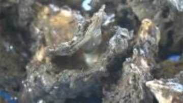 【養殖カキ大量死】日本政策金融公庫の各支店や商工会議所など約20か所に特別相談窓口を設置【岡山】