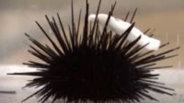 廃棄される讃岐うどんを食べて育った「讃岐うどん雲丹」　調理実習で刺身に「なめらかでおいしい」【香川】