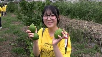 高校生が浅口市の新たな特産品「三ツ山レモン」の収穫を体験【岡山】